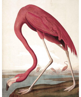 Tapeta Panel Flamingo